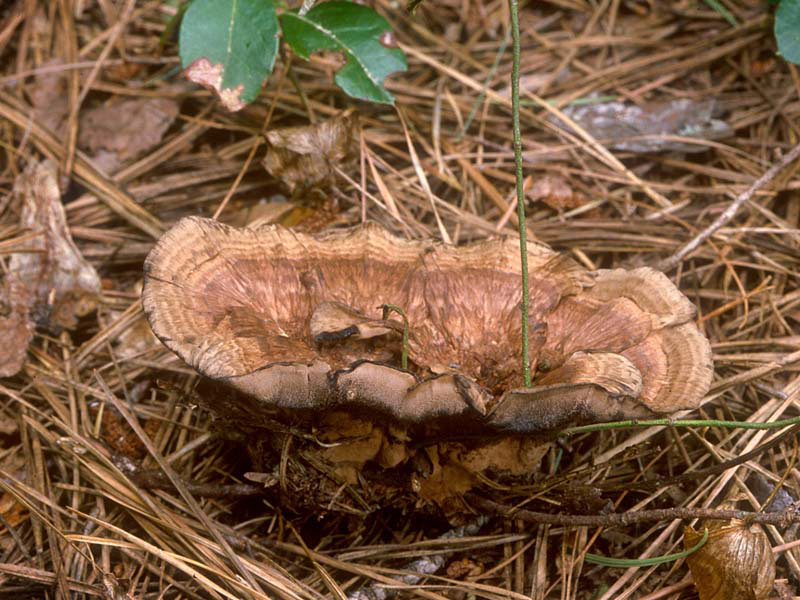 Hydnellum scrobiculatum